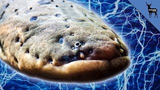 How Can a Fish Be Electric? screenshot 2