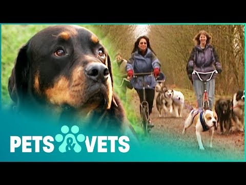 ADORABLE ROTTWEILER STARTS A BRAND NEW SPORT | DOGS WITH JOBS