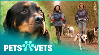 ADORABLE ROTTWEILER STARTS A BRAND NEW SPORT | DOGS WITH JOBS