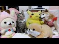 おばあちゃん柴犬いちご（16才9ヶ月）猫きらら（1才）の最近☆