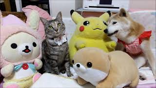 おばあちゃん柴犬いちご（16才9ヶ月）猫きらら（1才）の最近☆