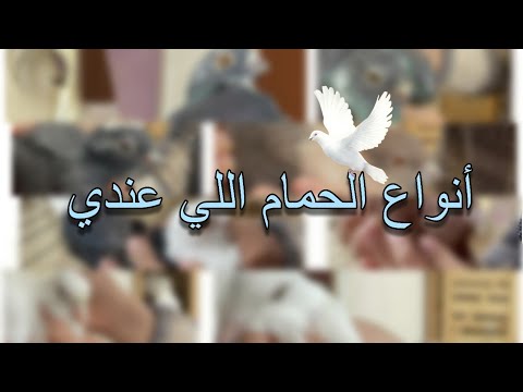انواع الحمام اللي عندي جوله في السلاكات 