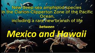 Beneath the Abyss: 24 New Deep-Sea Amphipod Species Discovered in the Pacific #youtube  #deepsea