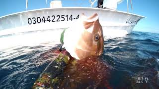 Spearfishing Amber Jacks in Sea of Cortez