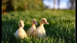 Relaxing Music With Birds Singing, Beautiful Piano Music by Nature Art Beats#piano #relaxing #birds screenshot 4