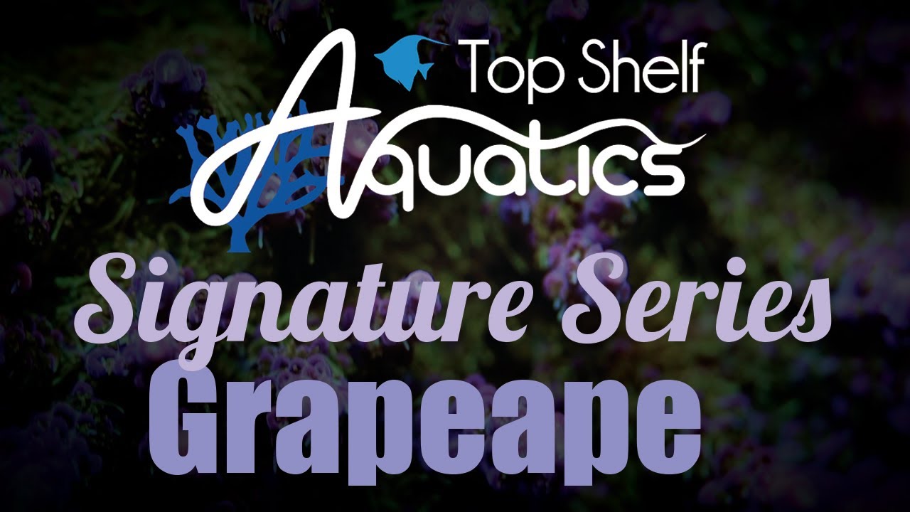 Signature Series - Top Shelf Aquatics GrapeApe