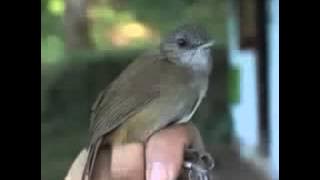 Suara Burung Campeor atau Pelanduk Semak Suara Burung