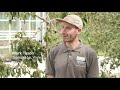 How to plant a tree in a container  grow at home  rhs