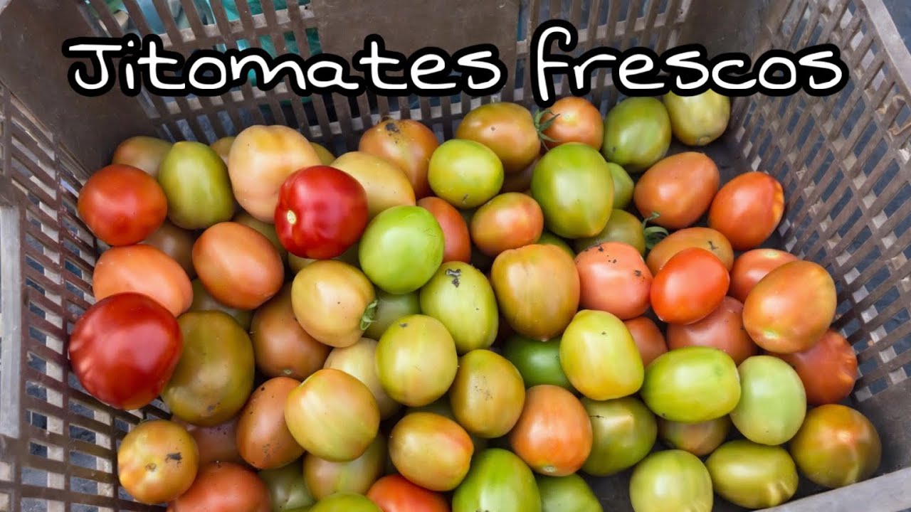 Jitomate recién cortado de la huerta 🌱🍅