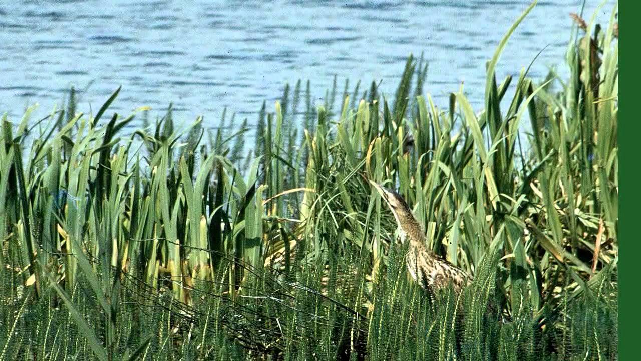 A Bittern on the Causeway,  RSPB Leighton Moss