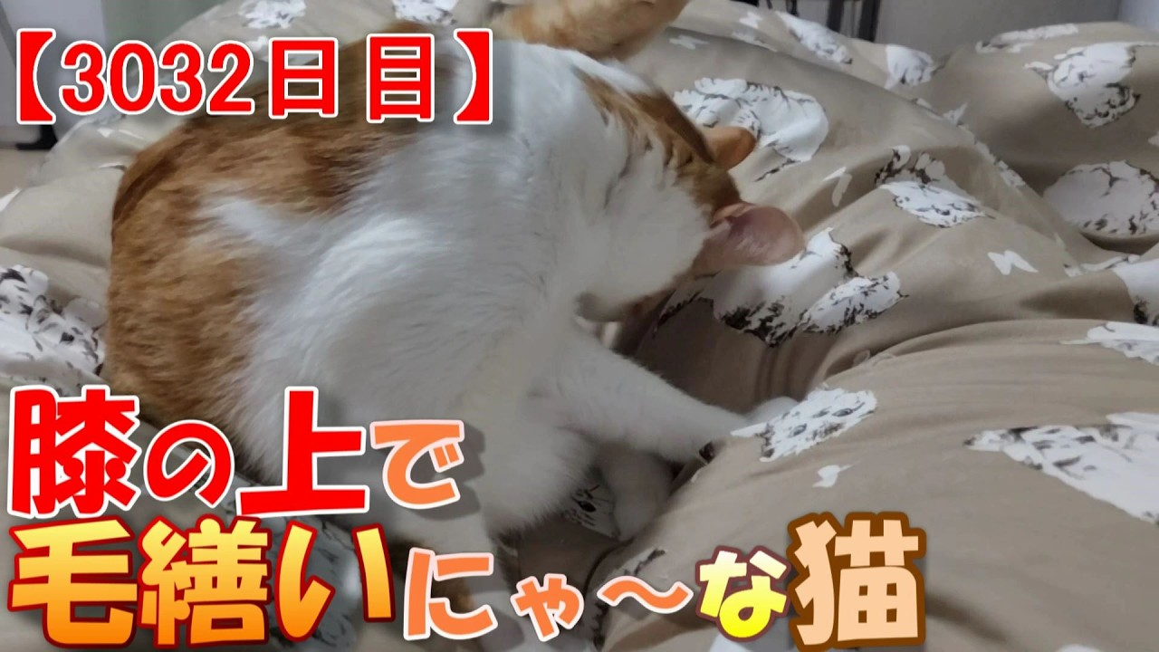 30day☆saving☆33枚猫 3032日目】膝の上で毛繕いにゃ～な猫【かわいい・面白い】～The growth