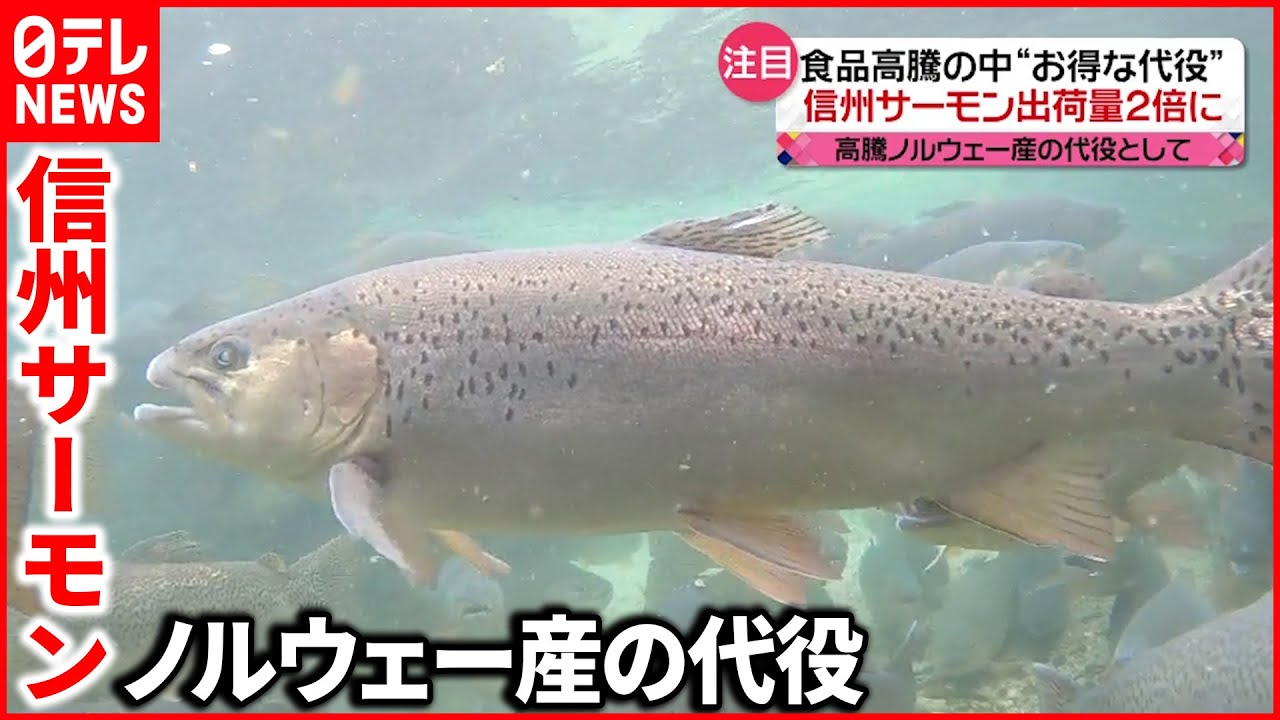 注目 高騰ノルウェー産の代役として 信州サーモン出荷量2倍に Youtube