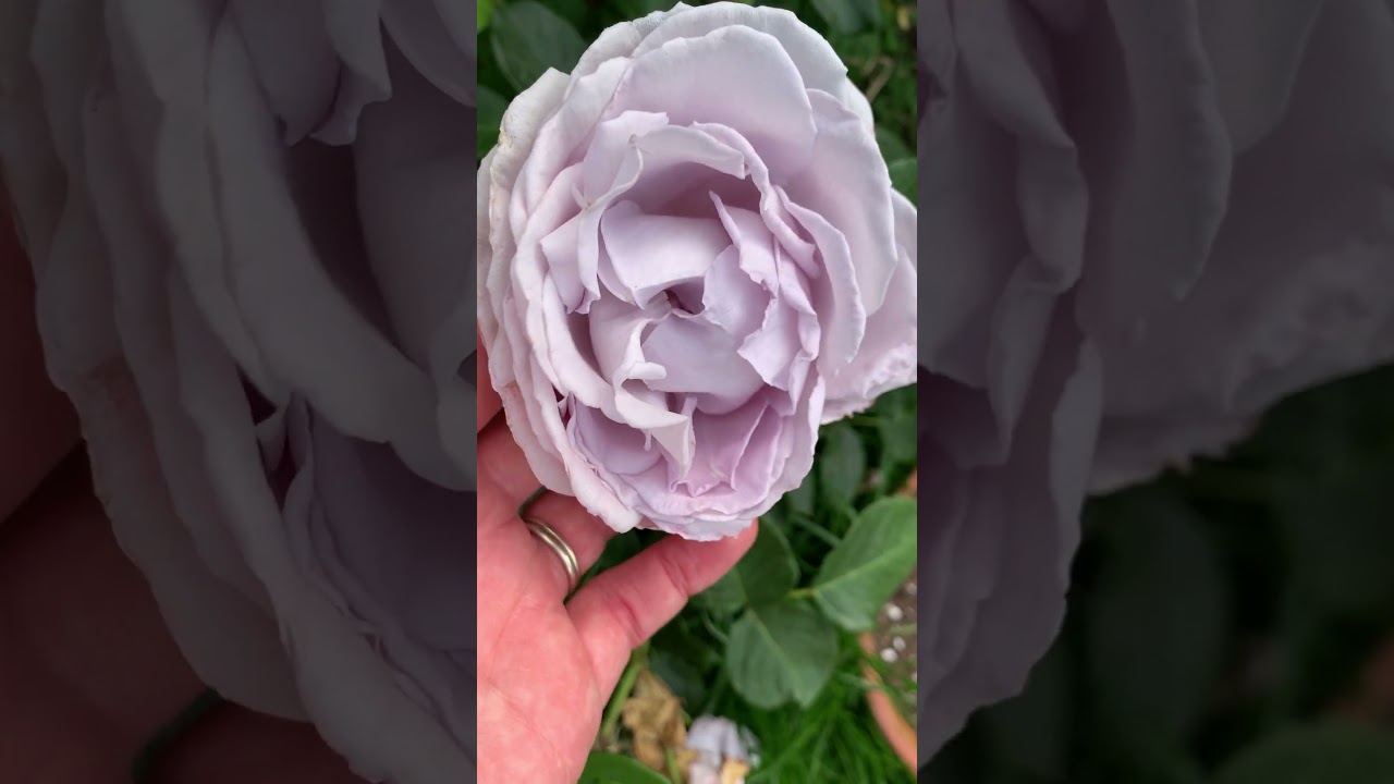 💎 Blue Diamond Rose