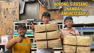 Borong 5 pasang merpati untuk amunisi baru