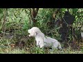 Extremely Rare White Lions cub Caught on Camera 4K Video (Ultra HD)
