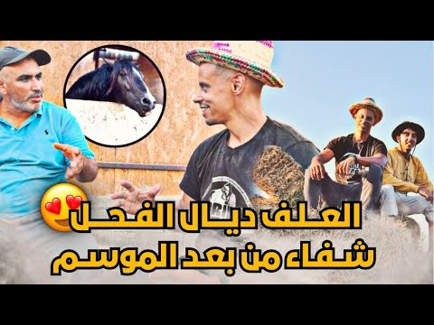 معنات مع الخيل من بعـد الموسم معلومات على العلف ولأثمنة