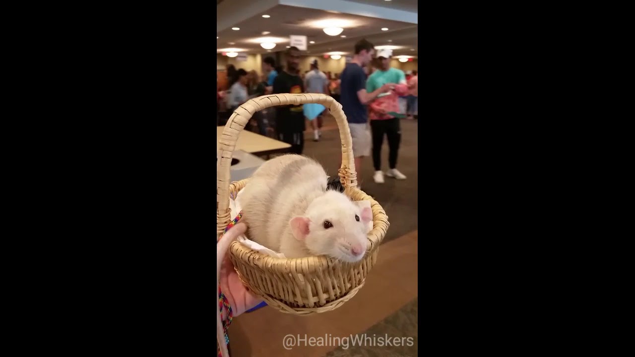 Oliver the Therapy Rat at Berry College's Involvement Fair '17