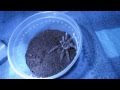 Megaphobema mesomelas l5 karmienie modej samicy  costa rican redleg tarantula female feeding