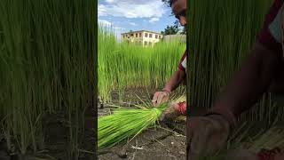 #goviralshorts #asar15#agriculture #nepal
