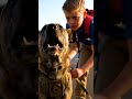Hero K9 recognizes his fallen partner's son 😭