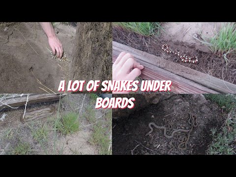 Lots of snakes under boards