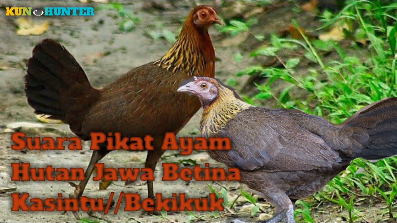 Suara Pikat Ayam Hutan Jawa Kasintu//Bekikuk Betina Paling Ampuh