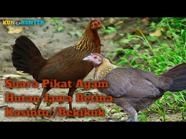 Suara Pikat Ayam Hutan Jawa Kasintu//Bekikuk Betina Paling Ampuh class=