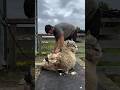 Why Sheep Must Be Shaved on Time 🐑 The Truth About Sheep Shearing #shorts