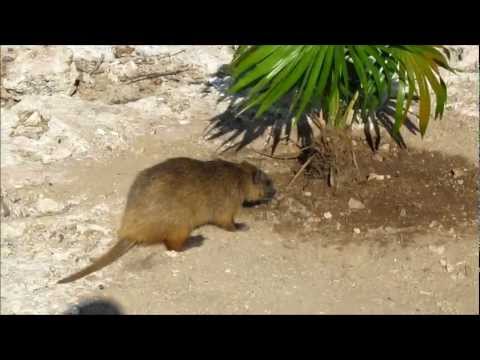Hutia.wmv