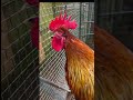 Funny Roosters Crowing & Laughing π | Try Not to Laugh