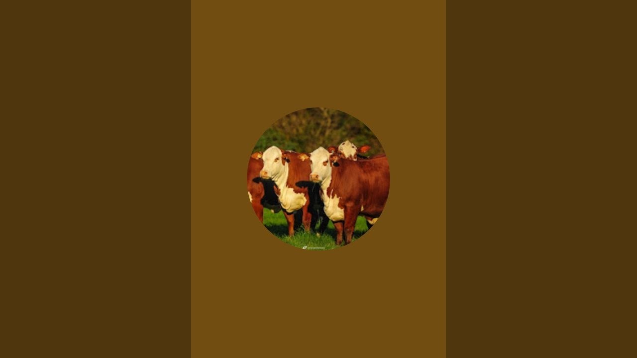 Muslim chorva efirda!