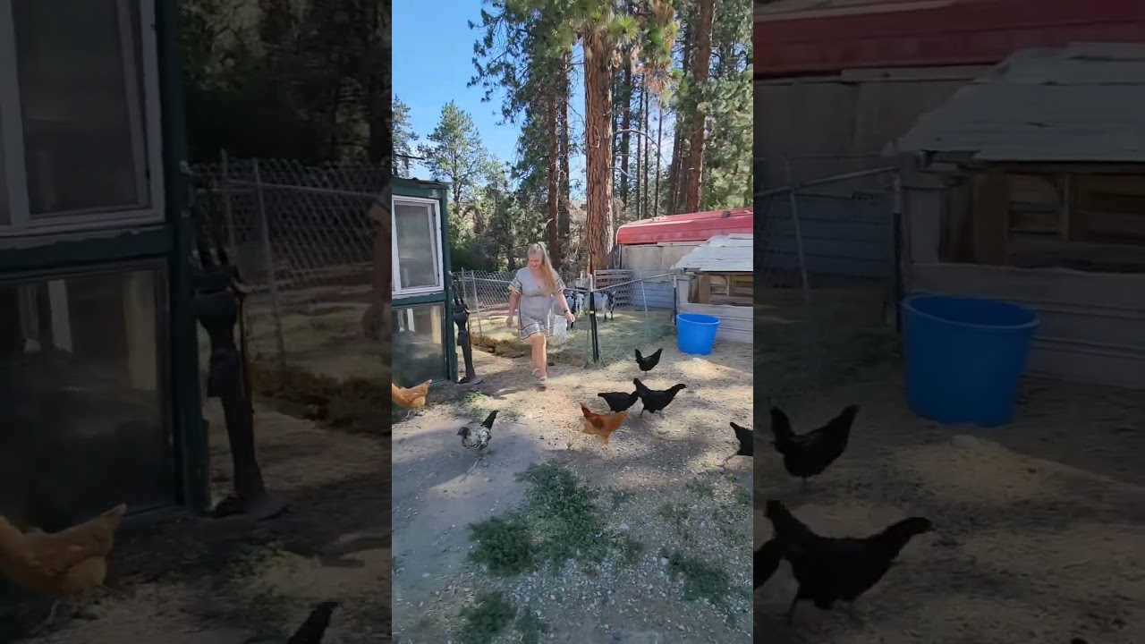 Waking Up The Homestead. 