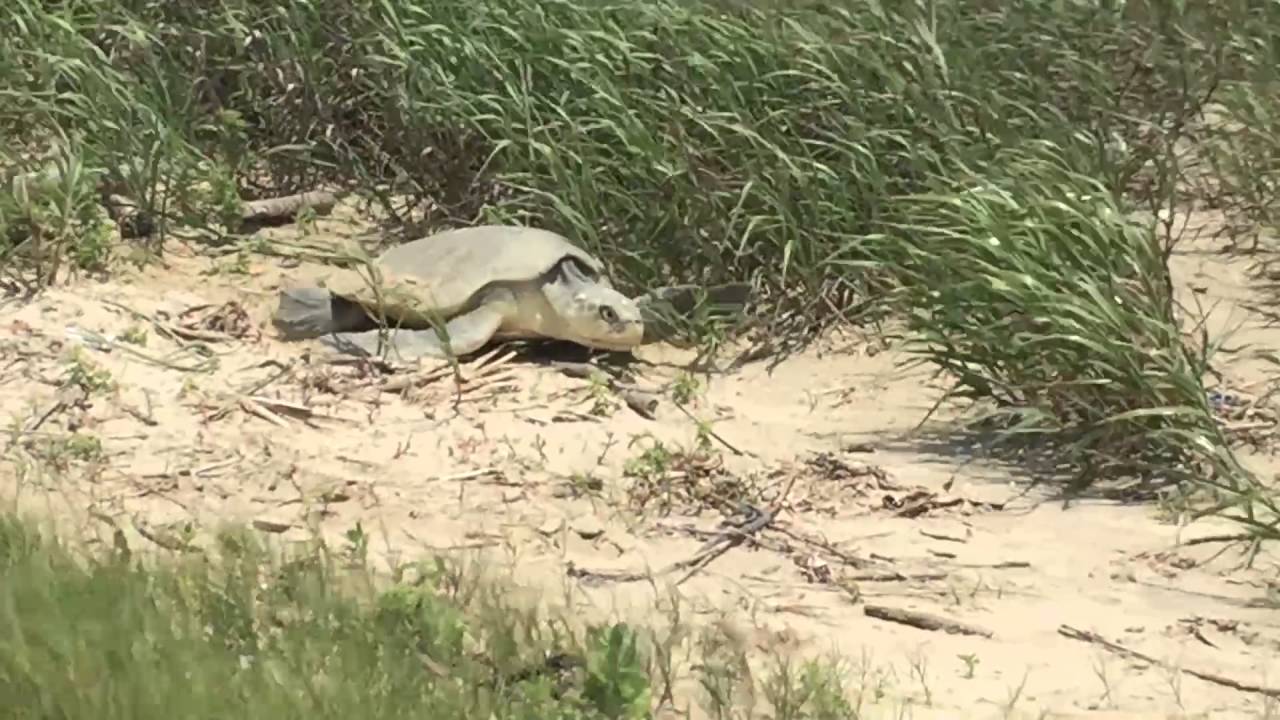 Kemp’s Ridley Sea Turtle Nesting in Texas