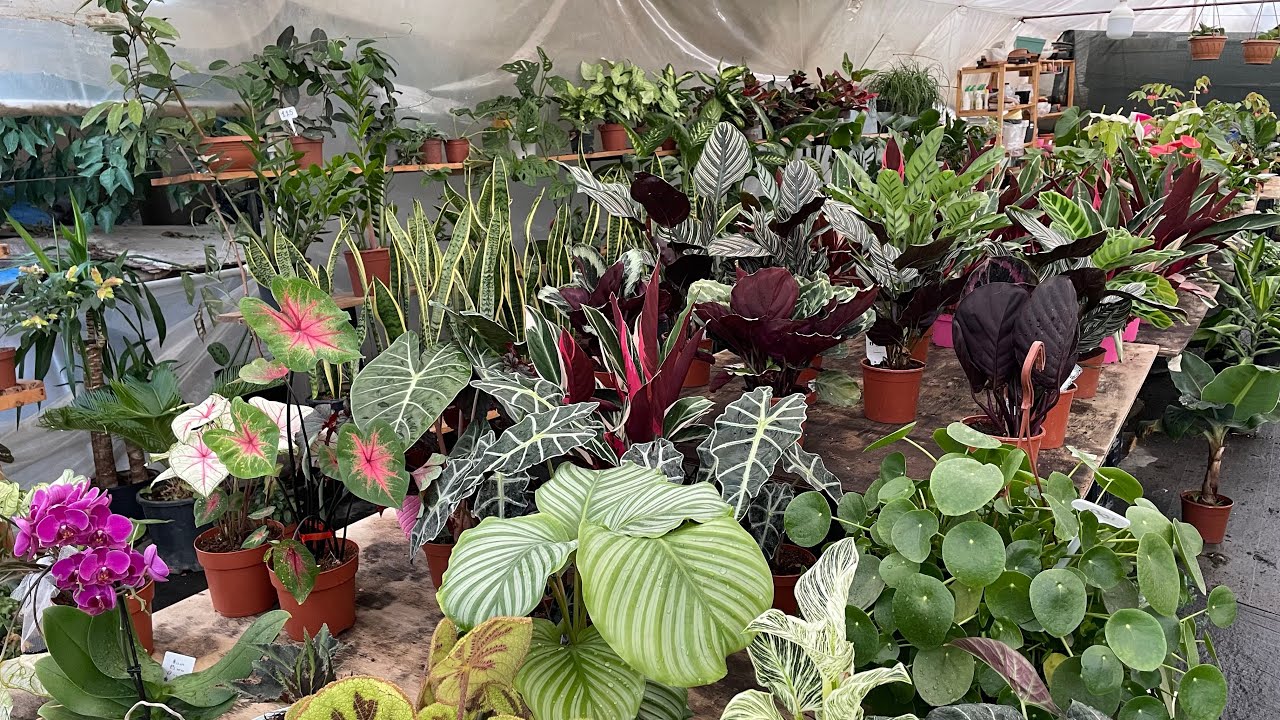 Seramızı Geziyoruz - Yeni Gelen Türler - Salon Bitkileri ve Dahası