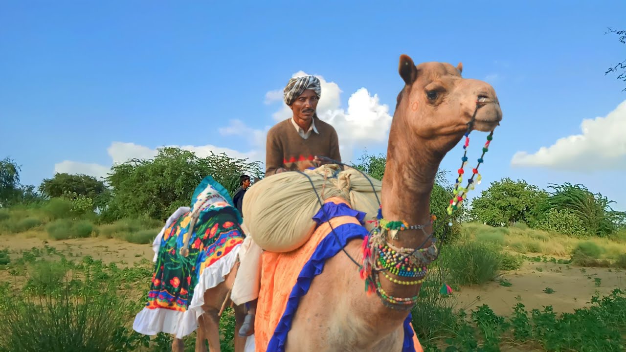 Camel Walking In The Desert Tharparker 