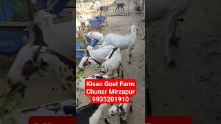 Kisan Goat Farm Chunar Mirzapur ll.      #agriculture #goatfarming #reels #trendingshorts