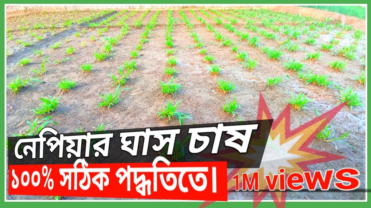 নেপিয়ার ঘাস চাষ | লাল নেপিয়ার | পাকচং ঘাস | হাইব্রিড ঘাস চাষ | Napier grass cultivation