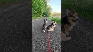 Pieski corgi na spacerku #psy #corgi #welshcorgi #szort #cute #psy #youtubeshorts