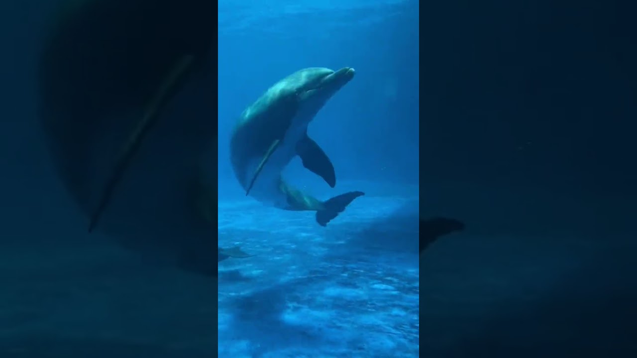 TOP 5 FACTS ABOUT DOLPHINS  