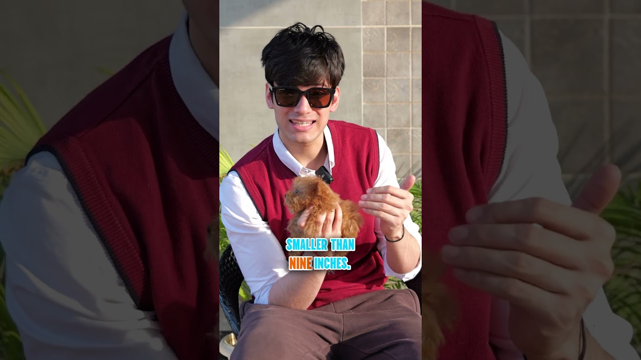 Miniature vs Teacup vs Toy Poodle 🐶✨ 