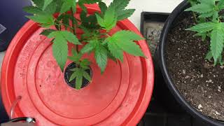 Dwc vs organic soil 5 days in comparison