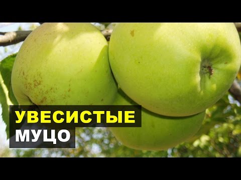 Взвешиваем яблочки МУЦО