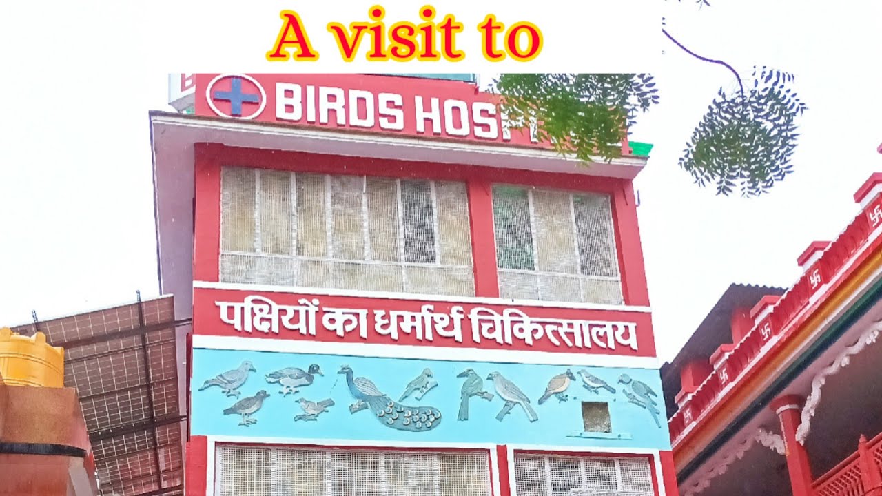 Visit to Birds Hospital, New Delhi 