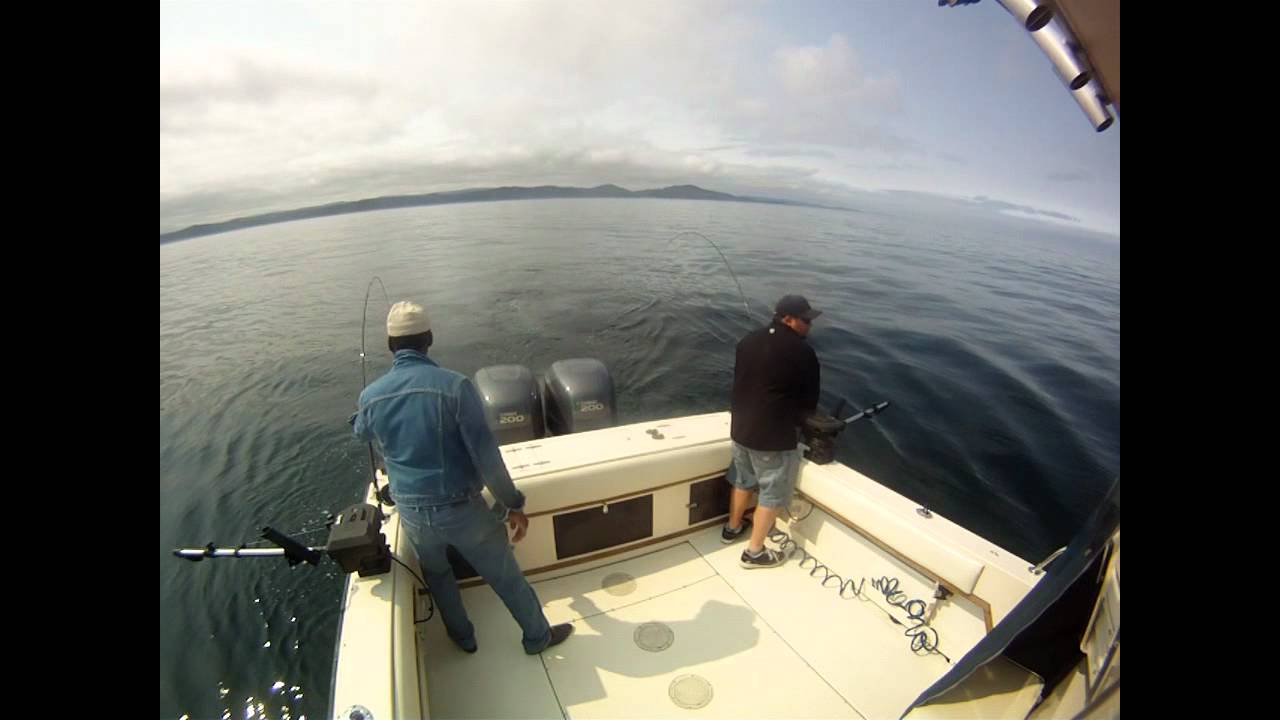 Port Hardy Fishing Great Salmon/Halibut/Snapper Action! YouTube