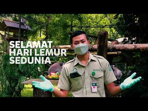 Video: Dari mana asal lemur?