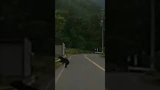 Wild Bear Crossing a Rural Road in Japan | Dashcam Footage