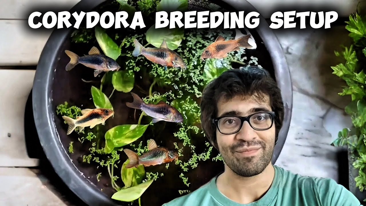 New Corydoras Breeding Pond Setup 🐟 | Bronze Cory Catfish Vlog