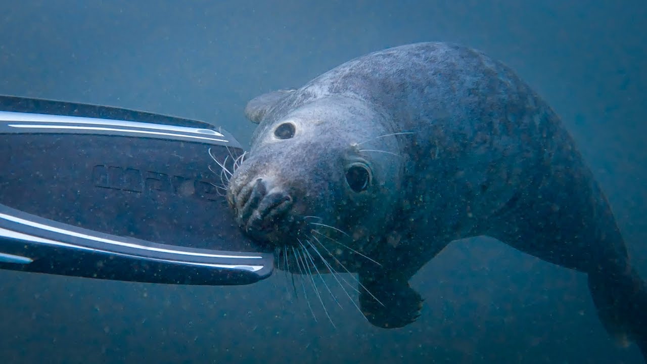 DIVING WITH SEALS in the FARNE ISLANDS, Northumberland, UK YouTube