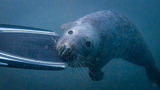Diving With Seals In The Farne Islands, Northumberland, Uk