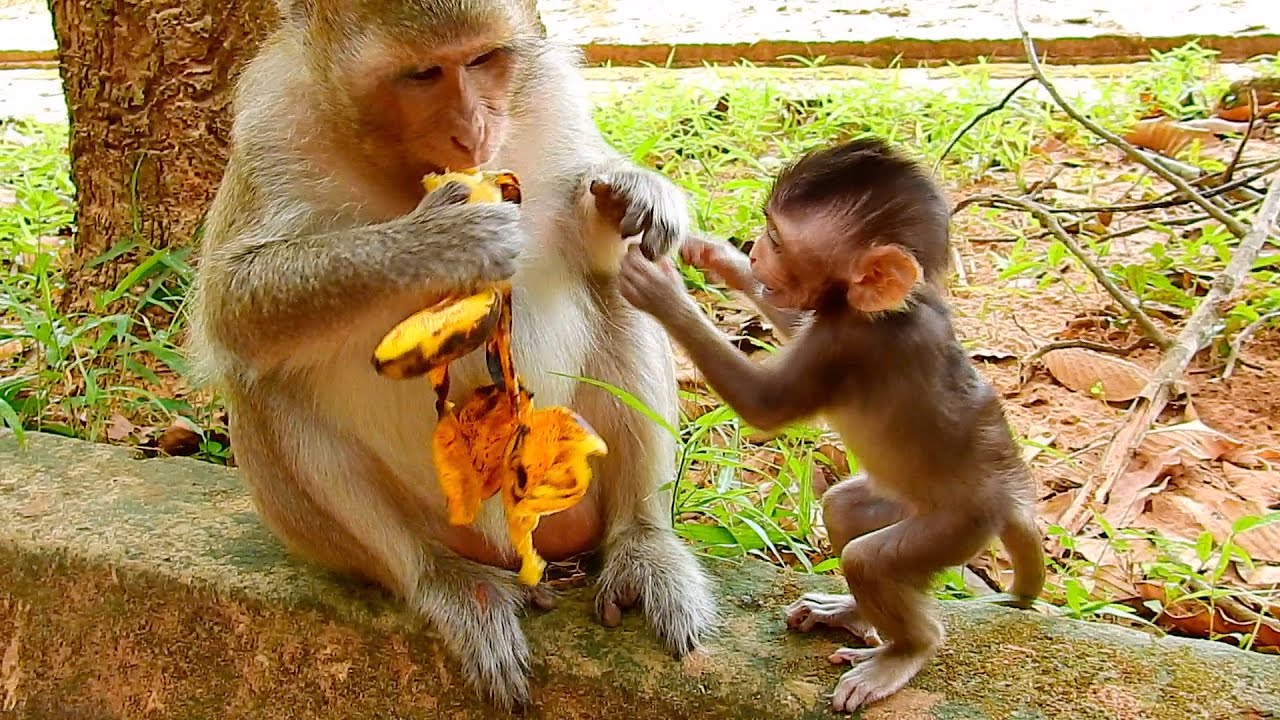 Share me some, Mommy! Poor baby Goldie ask mom for some banana, but mom Ginger deny with pulling out
